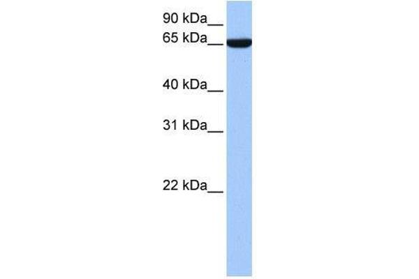 Zinc Finger Protein 891 (ZNF891) (N-Term) anticorps