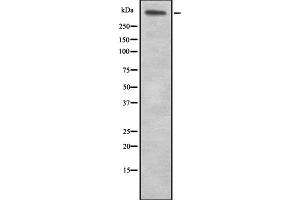 Western blot analysis of LAMA5 expression in HEK293 cells ,The lane on the left is treated with the antigen-specific peptide. (Laminin alpha 5 anticorps  (N-Term))
