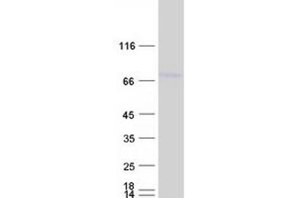 DCP1B Protein (Myc-DYKDDDDK Tag)