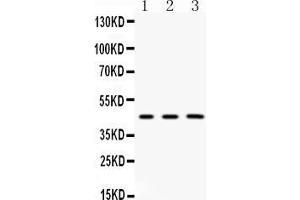 Western blot analysis of Gla expression in mouse thymus extract ( Lane 1), mouse liver extract ( Lane 2) and mouse spleen extract ( Lane 3). (GLA anticorps  (C-Term))