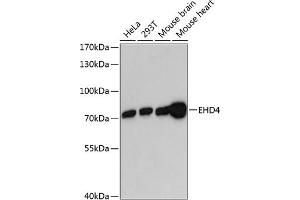 Western blot analysis of extracts of various cell lines, using EHD4 antibody  at 1:3000 dilution. (EHD4 anticorps  (AA 362-541))