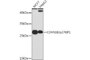 Western blot analysis of extracts of various cell lines, using CDKN1B/p27KIP1 Rabbit pAb (ABIN3020889, ABIN3020890, ABIN3020891 and ABIN6213779) at 1:1000 dilution. (CDKN1B anticorps  (AA 1-198))