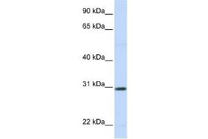 Western Blotting (WB) image for anti-Stanniocalcin 1 (STC1) antibody (ABIN2458624) (Stanniocalcin 1 anticorps)