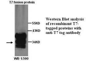 Image no. 1 for anti-T7-Tag antibody (ABIN790910) (T7-Tag anticorps)