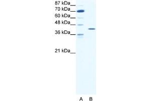 WB Suggested Anti-FOS Antibody Titration:  1. (c-FOS anticorps  (C-Term))