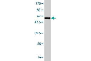 Western Blotting (WB) image for anti-Tafazzin (TAZ) (AA 1-262) antibody (ABIN520708)