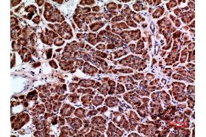 Immunohistochemistry (IHC) analysis of paraffin-embedded Human Pancreas, antibody was diluted at 1:100. (Amphiphysin anticorps  (C-Term))