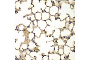 Immunohistochemistry of paraffin-embedded mouse lung using IFRD1 antibody (ABIN5975534) at dilution of 1/100 (40x lens). (IFRD1 anticorps)