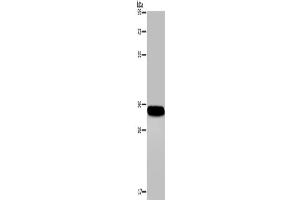 Western Blotting (WB) image for anti-Carbonic Anhydrase IV (CA4) antibody (ABIN2421326) (CA4 anticorps)