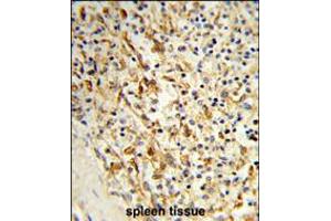 Formalin-fixed and paraffin-embedded human spleen tissue reacted with PCAT1 Antibody , which was peroxidase-conjugated to the secondary antibody, followed by DAB staining. (PCAT1 anticorps  (C-Term))
