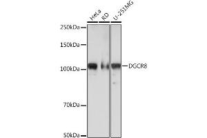 Western blot analysis of extracts of various cell lines, using DGCR8 Rabbit mAb (ABIN7266760) at 1:1000 dilution. (DGCR8 anticorps)