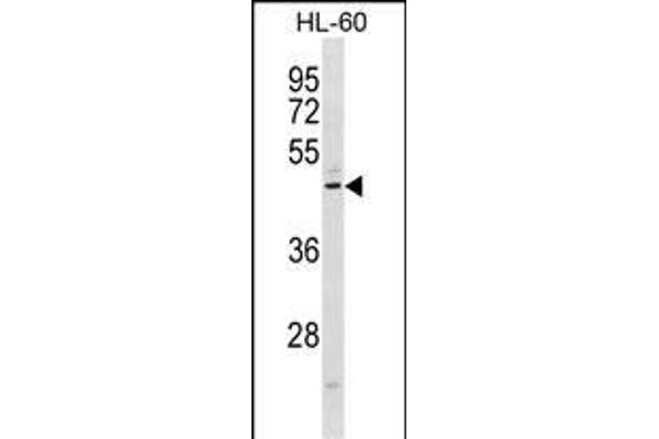 CMKLR1 anticorps  (C-Term)