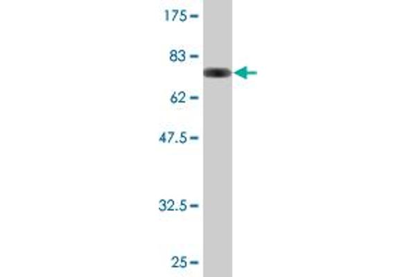 IRF3 anticorps  (AA 1-452)