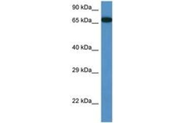 MBTD1 anticorps  (AA 245-294)