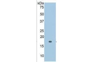 Western Blotting (WB) image for Interleukin 2 (IL2) ELISA Kit (ABIN6730879)