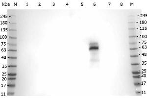 Western Blot of Rabbit anti-Myeloperoxidase antibody. (Myeloperoxidase anticorps)