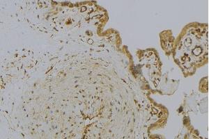 ABIN6273001 at 1/100 staining Mouse placenta tissue by IHC-P. (HSPB11 anticorps  (N-Term))