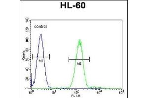 Myeloperoxidase Antibody (N-term) (ABIN655507 and ABIN2845023) flow cytometric analysis of HL-60 cells (right histogram) compared to a negative control cell (left histogram). (Myeloperoxidase anticorps  (N-Term))