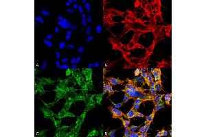 Immunocytochemistry/Immunofluorescence analysis using Mouse Anti-O-GlcNAc Monoclonal Antibody, Clone 9H6 . (O-GlcNAc anticorps (APC))