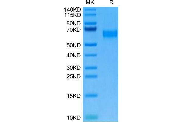 AMIGO2 Protein (AA 39-397) (His tag)