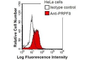 HeLa cells were fixed in 2% paraformaldehyde/PBS and then permeabilized in 90% methanol. (PRPF8 anticorps)