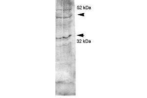 Western blot analysis of Rat kidney inner medullary homogenates showing detection of Aquaporin 4 protein using Rabbit Anti-Aquaporin 4 Polyclonal Antibody . (Aquaporin 4 anticorps  (C-Term) (Atto 488))