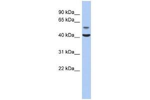 OLFML1 antibody used at 1 ug/ml to detect target protein. (OLFML1 anticorps  (N-Term))