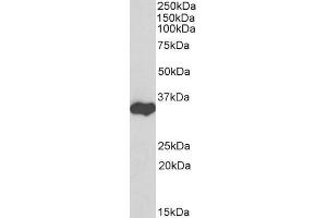 Western Blotting (WB) image for anti-Glyceraldehyde-3-Phosphate Dehydrogenase (GAPDH) (C-Term) antibody (ABIN185240)