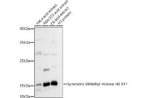 Western blot analysis of extracts of various cell lines, using Symmetric DiMethyl-Histone H3-R17 antibody (ABIN3017470, ABIN3017471, ABIN3017472 and ABIN6220102) at 1:500 dilution. (Histone 3 anticorps  (H3R17me2))
