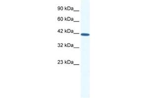 Western Blotting (WB) image for anti-SRY (Sex Determining Region Y)-Box 11 (SOX11) antibody (ABIN2460694) (SOX11 anticorps)