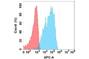 Flow cytometry analysis with Anti-C on Expi293 cells transfected with human C (Blue histogram) or Expi293 transfected with irrelevant protein (Red histogram). (CXCR1 anticorps)