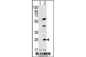 Western blot analysis of GREM1 using rabbit polyclonal GREM1 Antibody using 293 cell lysates (2 ug/lane) either nontransfected (Lane 1) or transiently transfected (Lane 2) with the GREM1 gene. (GREM1 anticorps  (C-Term))