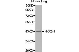 Western blot analysis of extracts of mouse lung cell line, using NKX2-1 antibody. (NKX2-1 anticorps)