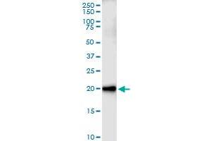 Immunoprecipitation of CEBPG transfected lysate using rabbit polyclonal anti-CEBPG and Protein A Magnetic Bead (CEBPG (Humain) IP-WB Antibody Pair)