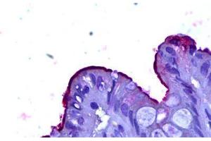 Anti-CEACAM1 antibody IHC staining of human colon. (CEACAM1 anticorps)