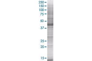 TRAF2 transfected lysate. (TRAF2 293T Cell Transient Overexpression Lysate(Denatured))