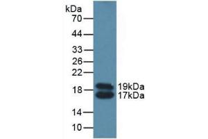 Western blot analysis of Mouse Serum. (APOC4 anticorps  (AA 28-124))