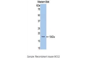 Detection of Recombinant NOS2, Mouse using Polyclonal Antibody to Nitric Oxide Synthase 2, Inducible (NOS2) (NOS2 anticorps  (AA 526-659))