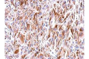 Image no. 1 for anti-Frizzled Family Receptor 9 (FZD9) (N-Term) antibody (ABIN1494023) (FZD9 anticorps  (N-Term))