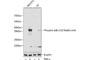 Western blot analysis of extracts of various cell lines, using Phospho-IκBα-S32 Rabbit mAb (ABIN6135326, ABIN6136268, ABIN6136269 and ABIN7101884) at 1:1000 dilution. (NFKBIA anticorps  (pSer32))