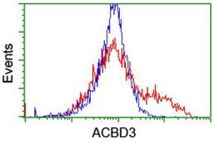 Flow Cytometry (FACS) image for anti-Acyl-CoA Binding Domain Containing 3 (Acbd3) antibody (ABIN1498418) (ACBD3 anticorps)