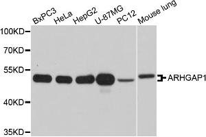 Western blot analysis of extracts of various cell lines, using ARHGAP1 antibody. (ARHGAP1 anticorps)
