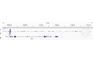 Cleavage Under Targets and Release Using Nuclease (CUT&RUN) image for anti-SWI/SNF Related, Matrix Associated, Actin Dependent Regulator of Chromatin, Subfamily A, Member 4 (SMARCA4) (AA 1420-1470), (C-Term) antibody (ABIN6991990)