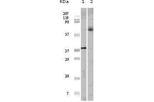 Western blot analysis using ELK1 mouse mAb against truncated ELK1 recombinant protein (1) and K562 cell lysate (2). (ELK1 anticorps)