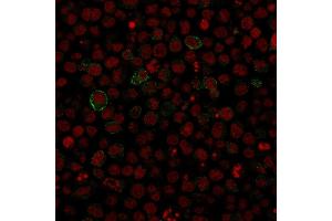 Immunofluorescence staining of Ramos cells using CD86 Mouse Monoclonal Antibody (SPM600). (CD86 anticorps)