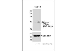 Western Blotting (WB) image for anti-Microtubule-Associated Protein 1 Light Chain 3 alpha (MAP1LC3A) (AA 89-120), (cleaved) antibody (ABIN388483)