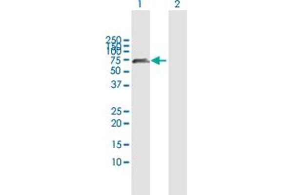 TULP2 anticorps  (AA 1-520)