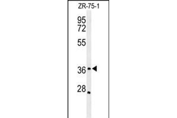 MIIP anticorps  (C-Term)