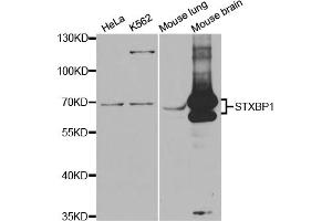 Western blot analysis of extracts of various cell lines, using STXBP1 antibody (ABIN5973147) at 1/1000 dilution. (STXBP1 anticorps)