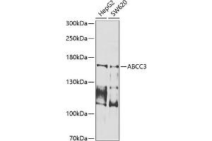 Western blot analysis of extracts of various cell lines, using  antibody (ABIN6133257, ABIN6136359, ABIN6136360 and ABIN6225178) at 1:1000 dilution. (ABCC3 anticorps  (AA 830-950))